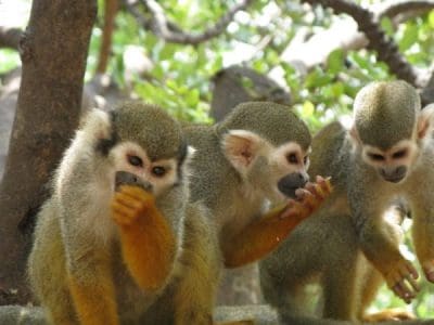 מקלט הקופים - חבל מודיעין (2)