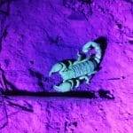 סיור עקרבים לילי בחבל מודיעין