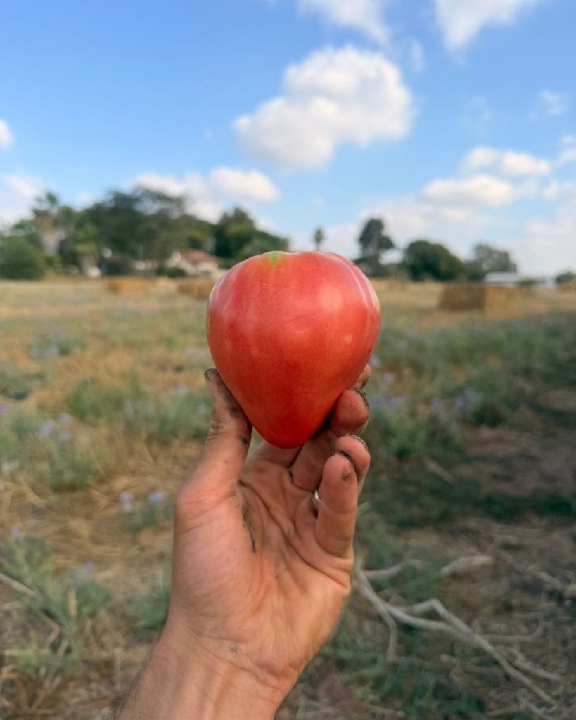 קיץ במשק פורר