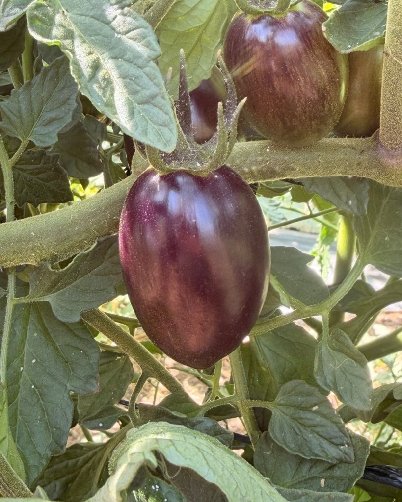 קיץ במשק פורר