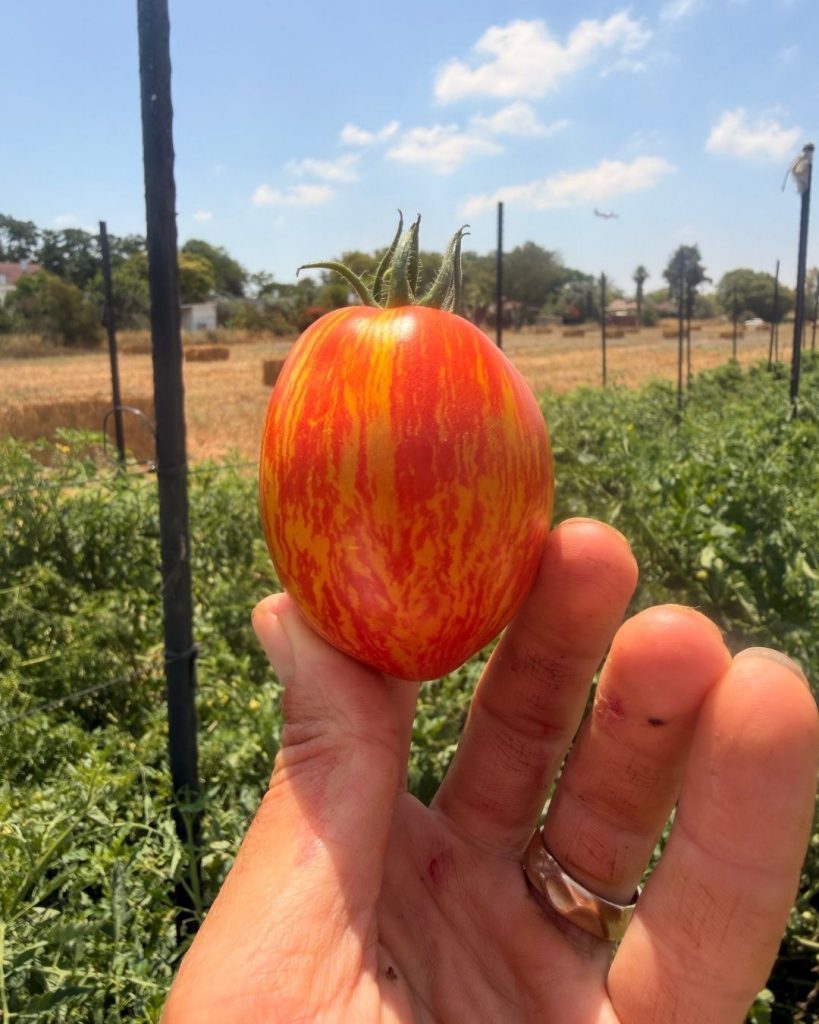 קיץ במשק פורר